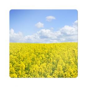 Магнит виниловый Квадрат с принтом Рапсовое поле в Тюмени, полимерный материал с магнитным слоем | размер 9*9 см, закругленные углы | небо | облака | облако | поле | поля | посев | посевы | природа | природный | рапс | рапсовое | рапсовый | рапсом | туча | тучи | урожаи | урожай | цветами | цветок | цветы