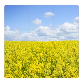 Магнитный плакат 3Х3 с принтом Рапсовое поле в Тюмени, Полимерный материал с магнитным слоем | 9 деталей размером 9*9 см | небо | облака | облако | поле | поля | посев | посевы | природа | природный | рапс | рапсовое | рапсовый | рапсом | туча | тучи | урожаи | урожай | цветами | цветок | цветы