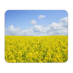 Коврик для мышки прямоугольный с принтом Рапсовое поле в Тюмени, натуральный каучук | размер 230 х 185 мм; запечатка лицевой стороны | небо | облака | облако | поле | поля | посев | посевы | природа | природный | рапс | рапсовое | рапсовый | рапсом | туча | тучи | урожаи | урожай | цветами | цветок | цветы