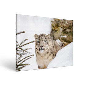 Холст прямоугольный с принтом Ирбис в Тюмени, 100% ПВХ |  | snow leopard | барс | барсы | животное | животные | звери | зверь | зима | зимы | ирбис | киски | кот | коты | кошачьи | кошка | кошки | мохнатые | мохнатый | пятнистые | пятнистый | снег | снежный