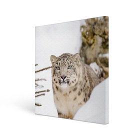 Холст квадратный с принтом Ирбис в Тюмени, 100% ПВХ |  | snow leopard | барс | барсы | животное | животные | звери | зверь | зима | зимы | ирбис | киски | кот | коты | кошачьи | кошка | кошки | мохнатые | мохнатый | пятнистые | пятнистый | снег | снежный
