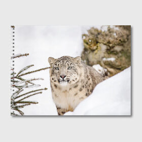 Альбом для рисования с принтом Ирбис в Тюмени, 100% бумага
 | матовая бумага, плотность 200 мг. | snow leopard | барс | барсы | животное | животные | звери | зверь | зима | зимы | ирбис | киски | кот | коты | кошачьи | кошка | кошки | мохнатые | мохнатый | пятнистые | пятнистый | снег | снежный