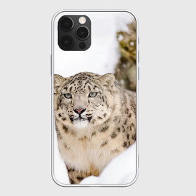 Чехол для iPhone 12 Pro с принтом Ирбис в Тюмени, силикон | область печати: задняя сторона чехла, без боковых панелей | snow leopard | барс | барсы | животное | животные | звери | зверь | зима | зимы | ирбис | киски | кот | коты | кошачьи | кошка | кошки | мохнатые | мохнатый | пятнистые | пятнистый | снег | снежный