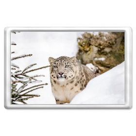 Магнит 45*70 с принтом Ирбис в Тюмени, Пластик | Размер: 78*52 мм; Размер печати: 70*45 | snow leopard | барс | барсы | животное | животные | звери | зверь | зима | зимы | ирбис | киски | кот | коты | кошачьи | кошка | кошки | мохнатые | мохнатый | пятнистые | пятнистый | снег | снежный