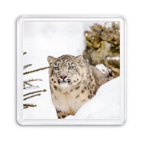 Магнит 55*55 с принтом Ирбис в Тюмени, Пластик | Размер: 65*65 мм; Размер печати: 55*55 мм | snow leopard | барс | барсы | животное | животные | звери | зверь | зима | зимы | ирбис | киски | кот | коты | кошачьи | кошка | кошки | мохнатые | мохнатый | пятнистые | пятнистый | снег | снежный
