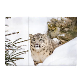 Магнитный плакат 3Х2 с принтом Ирбис в Тюмени, Полимерный материал с магнитным слоем | 6 деталей размером 9*9 см | snow leopard | барс | барсы | животное | животные | звери | зверь | зима | зимы | ирбис | киски | кот | коты | кошачьи | кошка | кошки | мохнатые | мохнатый | пятнистые | пятнистый | снег | снежный