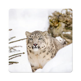 Магнит виниловый Квадрат с принтом Ирбис в Тюмени, полимерный материал с магнитным слоем | размер 9*9 см, закругленные углы | Тематика изображения на принте: snow leopard | барс | барсы | животное | животные | звери | зверь | зима | зимы | ирбис | киски | кот | коты | кошачьи | кошка | кошки | мохнатые | мохнатый | пятнистые | пятнистый | снег | снежный