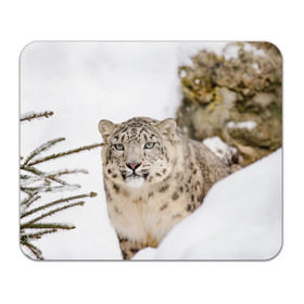 Коврик для мышки прямоугольный с принтом Ирбис в Тюмени, натуральный каучук | размер 230 х 185 мм; запечатка лицевой стороны | Тематика изображения на принте: snow leopard | барс | барсы | животное | животные | звери | зверь | зима | зимы | ирбис | киски | кот | коты | кошачьи | кошка | кошки | мохнатые | мохнатый | пятнистые | пятнистый | снег | снежный