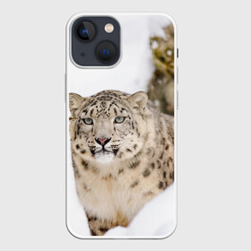 Чехол для iPhone 13 mini с принтом Ирбис в Тюмени,  |  | snow leopard | барс | барсы | животное | животные | звери | зверь | зима | зимы | ирбис | киски | кот | коты | кошачьи | кошка | кошки | мохнатые | мохнатый | пятнистые | пятнистый | снег | снежный