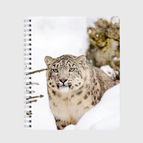 Тетрадь с принтом Ирбис в Тюмени, 100% бумага | 48 листов, плотность листов — 60 г/м2, плотность картонной обложки — 250 г/м2. Листы скреплены сбоку удобной пружинной спиралью. Уголки страниц и обложки скругленные. Цвет линий — светло-серый
 | snow leopard | барс | барсы | животное | животные | звери | зверь | зима | зимы | ирбис | киски | кот | коты | кошачьи | кошка | кошки | мохнатые | мохнатый | пятнистые | пятнистый | снег | снежный