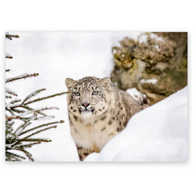 Поздравительная открытка с принтом Ирбис в Тюмени, 100% бумага | плотность бумаги 280 г/м2, матовая, на обратной стороне линовка и место для марки
 | snow leopard | барс | барсы | животное | животные | звери | зверь | зима | зимы | ирбис | киски | кот | коты | кошачьи | кошка | кошки | мохнатые | мохнатый | пятнистые | пятнистый | снег | снежный