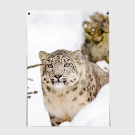 Постер с принтом Ирбис в Тюмени, 100% бумага
 | бумага, плотность 150 мг. Матовая, но за счет высокого коэффициента гладкости имеет небольшой блеск и дает на свету блики, но в отличии от глянцевой бумаги не покрыта лаком | Тематика изображения на принте: snow leopard | барс | барсы | животное | животные | звери | зверь | зима | зимы | ирбис | киски | кот | коты | кошачьи | кошка | кошки | мохнатые | мохнатый | пятнистые | пятнистый | снег | снежный