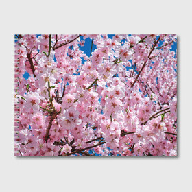 Альбом для рисования с принтом Цветущая Сакура в Тюмени, 100% бумага
 | матовая бумага, плотность 200 мг. | 8 марта | весна | вишня | женский день | лепестки | март | поздравления | праздник 8 марта | ромашки | сакура | цветок | цветочки | цветы | япония