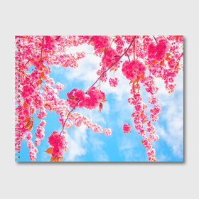 Альбом для рисования с принтом Цветение Вишни в Тюмени, 100% бумага
 | матовая бумага, плотность 200 мг. | flowers | pink | бутоны | весна | вишня | дерево | листья | небо | облака | природа | розовый | сакура | солнце | цветение | цветочки | цветы