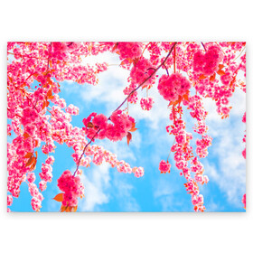 Поздравительная открытка с принтом Цветение Вишни в Тюмени, 100% бумага | плотность бумаги 280 г/м2, матовая, на обратной стороне линовка и место для марки
 | flowers | pink | бутоны | весна | вишня | дерево | листья | небо | облака | природа | розовый | сакура | солнце | цветение | цветочки | цветы