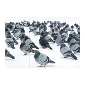 Магнитный плакат 3Х2 с принтом Голуби в Тюмени, Полимерный материал с магнитным слоем | 6 деталей размером 9*9 см | bird | pigeon | russia | snow | winter | голубь | животные | зима | курлык | птицы | россия | снег | текстура | фон | фотография