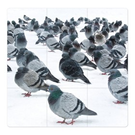 Магнитный плакат 3Х3 с принтом Голуби в Тюмени, Полимерный материал с магнитным слоем | 9 деталей размером 9*9 см | bird | pigeon | russia | snow | winter | голубь | животные | зима | курлык | птицы | россия | снег | текстура | фон | фотография