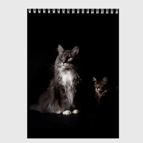 Скетчбук с принтом Котики в Тюмени, 100% бумага
 | 48 листов, плотность листов — 100 г/м2, плотность картонной обложки — 250 г/м2. Листы скреплены сверху удобной пружинной спиралью | Тематика изображения на принте: animal | animals | beast | black | cat | kitten | животное | животные | зверек | зверь | кот | котейка | котенок | котики | котэ | кошка | кошки | мейн кун | черная