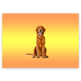 Поздравительная открытка с принтом Золотистый ретривер в Тюмени, 100% бумага | плотность бумаги 280 г/м2, матовая, на обратной стороне линовка и место для марки
 | Тематика изображения на принте: домашние любимцы | животные | золотистый ретривер | собака