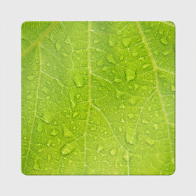 Магнит виниловый Квадрат с принтом Листок с росой в Тюмени, полимерный материал с магнитным слоем | размер 9*9 см, закругленные углы | зеленый | капли | перерода | текстура