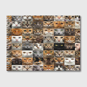 Альбом для рисования с принтом КОТОПАТТЕРН в Тюмени, 100% бумага
 | матовая бумага, плотность 200 мг. | cat | взгляд | кот | кот хипстер | котёнок | котятки | котятушки | кошечки | кошка | мордочка