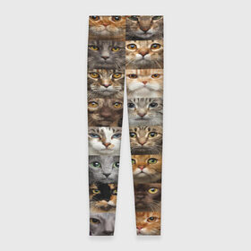 Леггинсы 3D с принтом КОТОПАТТЕРН в Тюмени, 80% полиэстер, 20% эластан | Эластичный пояс, зауженные к низу, низкая посадка | cat | взгляд | кот | кот хипстер | котёнок | котятки | котятушки | кошечки | кошка | мордочка