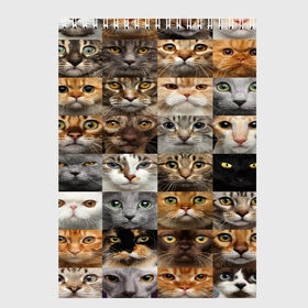 Скетчбук с принтом КОТОПАТТЕРН в Тюмени, 100% бумага
 | 48 листов, плотность листов — 100 г/м2, плотность картонной обложки — 250 г/м2. Листы скреплены сверху удобной пружинной спиралью | cat | взгляд | кот | кот хипстер | котёнок | котятки | котятушки | кошечки | кошка | мордочка