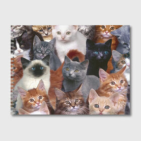 Альбом для рисования с принтом КОТЯТКИ в Тюмени, 100% бумага
 | матовая бумага, плотность 200 мг. | cat | взгляд | кот | кот хипстер | котёнок | котятки | котятушки | кошечки | кошка | мордочка