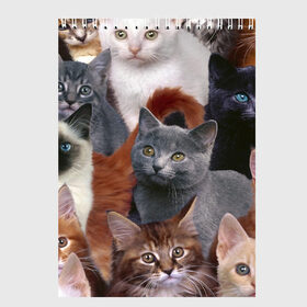 Скетчбук с принтом КОТЯТКИ в Тюмени, 100% бумага
 | 48 листов, плотность листов — 100 г/м2, плотность картонной обложки — 250 г/м2. Листы скреплены сверху удобной пружинной спиралью | cat | взгляд | кот | кот хипстер | котёнок | котятки | котятушки | кошечки | кошка | мордочка