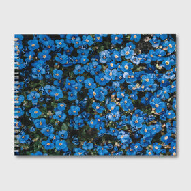 Альбом для рисования с принтом Поле синих цветов фиалки лето в Тюмени, 100% бумага
 | матовая бумага, плотность 200 мг. | голубые цветочки | лето | луг | незабудки | поле | поляна | синие цветы | узор из цветов | фиалки | фото реализм | цветы
