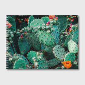 Альбом для рисования с принтом кактусы с цветами реализм в Тюмени, 100% бумага
 | матовая бумага, плотность 200 мг. | бутоны | иголки | кактус | кактусы | комнатные растения | лето | реализм | суккуленты | тропики | узор | цветки | цветы | экзотика
