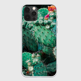 Чехол для iPhone 12 Pro Max с принтом кактусы с цветами реализм в Тюмени, Силикон |  | бутоны | иголки | кактус | кактусы | комнатные растения | лето | реализм | суккуленты | тропики | узор | цветки | цветы | экзотика