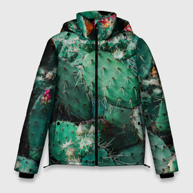 Мужская зимняя куртка 3D с принтом кактусы с цветами реализм в Тюмени, верх — 100% полиэстер; подкладка — 100% полиэстер; утеплитель — 100% полиэстер | длина ниже бедра, свободный силуэт Оверсайз. Есть воротник-стойка, отстегивающийся капюшон и ветрозащитная планка. 

Боковые карманы с листочкой на кнопках и внутренний карман на молнии. | бутоны | иголки | кактус | кактусы | комнатные растения | лето | реализм | суккуленты | тропики | узор | цветки | цветы | экзотика