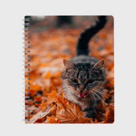 Тетрадь с принтом мяукающий кот осенние листья в Тюмени, 100% бумага | 48 листов, плотность листов — 60 г/м2, плотность картонной обложки — 250 г/м2. Листы скреплены сбоку удобной пружинной спиралью. Уголки страниц и обложки скругленные. Цвет линий — светло-серый
 | золотая осень | кот | кошка | крик | листва | листья | мяу | мяукает | осень | сезон | уличный котейка