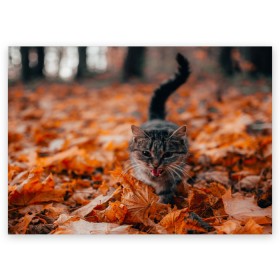 Поздравительная открытка с принтом мяукающий кот осенние листья в Тюмени, 100% бумага | плотность бумаги 280 г/м2, матовая, на обратной стороне линовка и место для марки
 | золотая осень | кот | кошка | крик | листва | листья | мяу | мяукает | осень | сезон | уличный котейка