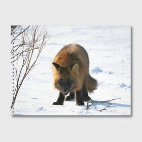 Альбом для рисования с принтом Лиса в Тюмени, 100% бумага
 | матовая бумага, плотность 200 мг. | Тематика изображения на принте: животное | животные | звери | зверь | зима | зимний | зимы | лис | лиса | лисы | природа | снег | снега | фауна | хищник | хищники