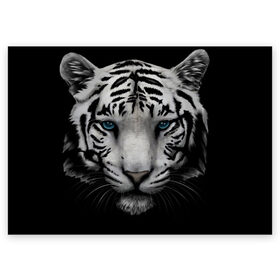 Поздравительная открытка с принтом Белый Тигр в Тюмени, 100% бумага | плотность бумаги 280 г/м2, матовая, на обратной стороне линовка и место для марки
 | Тематика изображения на принте: tiger | животное | тигр | тигрица | чернобелый