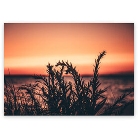 Поздравительная открытка с принтом Трава растение закат силуэт в Тюмени, 100% бумага | плотность бумаги 280 г/м2, матовая, на обратной стороне линовка и место для марки
 | закат | кусты | лето | на каждый день | природа | рассвет | растение | свет | силуэт