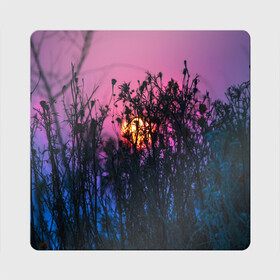 Магнит виниловый Квадрат с принтом Трава растения закатный свет в Тюмени, полимерный материал с магнитным слоем | размер 9*9 см, закругленные углы | вечер | закат | мило | небо | поле | рассвет | растения | свет | сумерки | сухоцвет