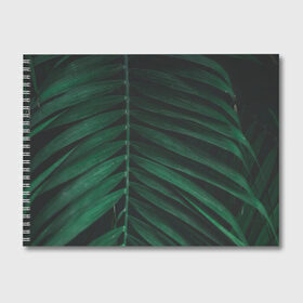 Альбом для рисования с принтом Ветка палмы в Тюмени, 100% бумага
 | матовая бумага, плотность 200 мг. | ветка | листья | нуар | пальма | папоротник | природа | экзотика