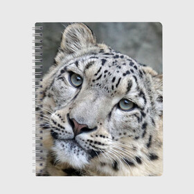 Тетрадь с принтом Ирбис в Тюмени, 100% бумага | 48 листов, плотность листов — 60 г/м2, плотность картонной обложки — 250 г/м2. Листы скреплены сбоку удобной пружинной спиралью. Уголки страниц и обложки скругленные. Цвет линий — светло-серый
 | Тематика изображения на принте: snow leopard | барс | барсы | животное | животные | звери | зверь | зима | зимы | ирбис | киски | кот | коты | кошачьи | кошка | кошки | мохнатые | мохнатый | пятнистые | пятнистый | снег | снежный