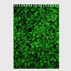 Скетчбук с принтом Свежая трава в Тюмени, 100% бумага
 | 48 листов, плотность листов — 100 г/м2, плотность картонной обложки — 250 г/м2. Листы скреплены сверху удобной пружинной спиралью | Тематика изображения на принте: арт | зелёный | светлый | тёмный | четкий