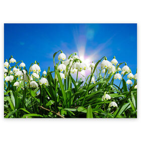 Поздравительная открытка с принтом Подснежники в Тюмени, 100% бумага | плотность бумаги 280 г/м2, матовая, на обратной стороне линовка и место для марки
 | зелень | подснежник | подснежники | природа | природный | растение | растения | флора | цветок | цветочек | цветы
