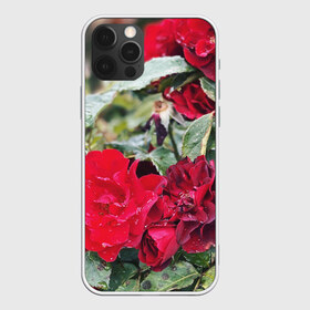 Чехол для iPhone 12 Pro Max с принтом Red Roses в Тюмени, Силикон |  | bush | floral | flower | garden | green | nature | red roses | бутоны | красная роза | куст | листья | природа | роза | сад | цветение | цветок | цветы