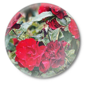 Значок с принтом Red Roses в Тюмени,  металл | круглая форма, металлическая застежка в виде булавки | bush | floral | flower | garden | green | nature | red roses | бутоны | красная роза | куст | листья | природа | роза | сад | цветение | цветок | цветы