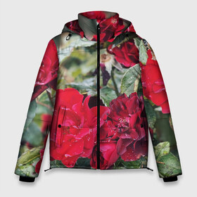 Мужская зимняя куртка 3D с принтом Red Roses в Тюмени, верх — 100% полиэстер; подкладка — 100% полиэстер; утеплитель — 100% полиэстер | длина ниже бедра, свободный силуэт Оверсайз. Есть воротник-стойка, отстегивающийся капюшон и ветрозащитная планка. 

Боковые карманы с листочкой на кнопках и внутренний карман на молнии. | bush | floral | flower | garden | green | nature | red roses | бутоны | красная роза | куст | листья | природа | роза | сад | цветение | цветок | цветы