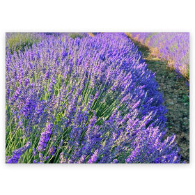 Поздравительная открытка с принтом Lavender field в Тюмени, 100% бумага | плотность бумаги 280 г/м2, матовая, на обратной стороне линовка и место для марки
 | Тематика изображения на принте: field | green | lavender | nature | summer | violet | бутон | клумба. | лаванда | лето | лиловый | поле | сиреневый | фиолетовый | цветение | цветок | цветы