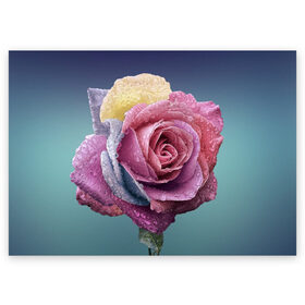 Поздравительная открытка с принтом Роза в Тюмени, 100% бумага | плотность бумаги 280 г/м2, матовая, на обратной стороне линовка и место для марки
 | природа | разноцветная | разноцветные | растение | растения | роза | розочка | розочки | розы | цветная | цветные | цветок | цветы