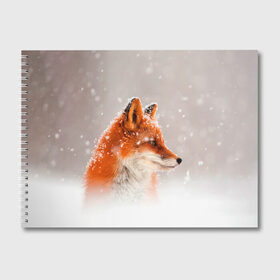 Альбом для рисования с принтом Лиса и снег в Тюмени, 100% бумага
 | матовая бумага, плотность 200 мг. | Тематика изображения на принте: fox | foxy | животные | звери | зима | зимняя | лиса | лисичка | лисы | природа | снег | снежная