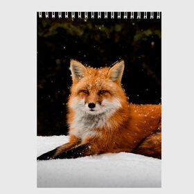 Скетчбук с принтом Лиса и снег в Тюмени, 100% бумага
 | 48 листов, плотность листов — 100 г/м2, плотность картонной обложки — 250 г/м2. Листы скреплены сверху удобной пружинной спиралью | Тематика изображения на принте: fox | foxy | животные | звери | зима | зимняя | лиса | лисичка | лисы | природа | снег | снежная